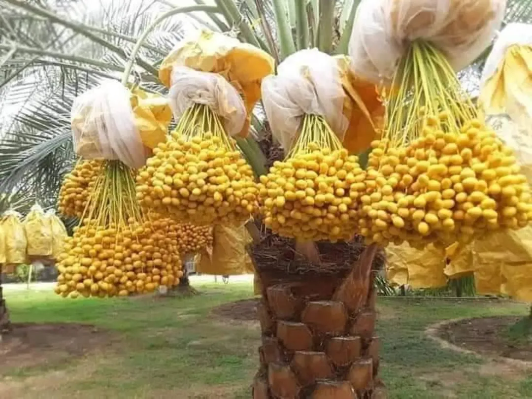 3 وحدات زراعية مزروعة نخيل مميز