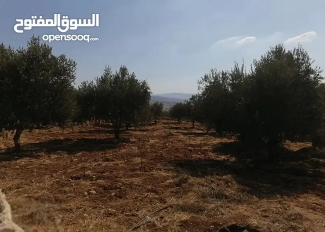 أرض زراعية مميزة للبيع في عنيبة – محافظة جرش بمساحة 1700 متر مربع