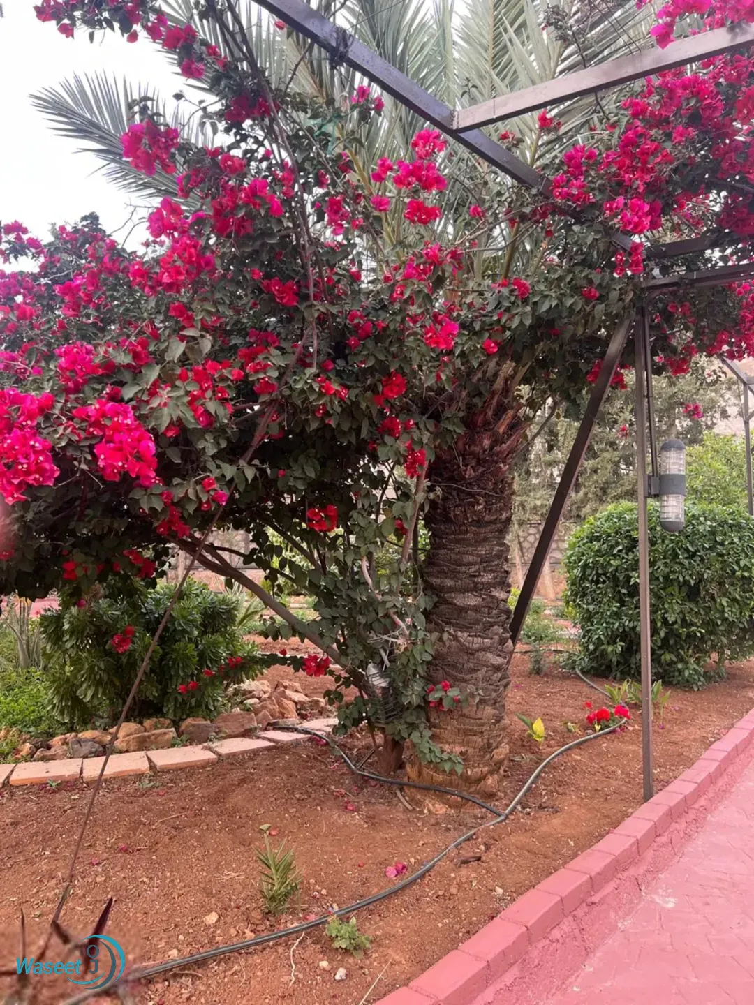مزرعه بجميع المواصفات ماحص ام الخال