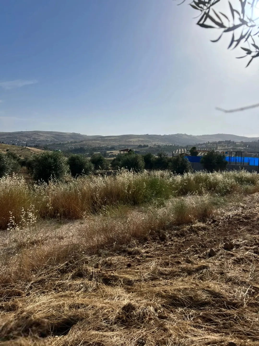 الاقل سعرا في دحل 4 دونم مشجره زيتون 40 الالف بجانب شاليهات العراقي قابل للتفاوض مع المالك