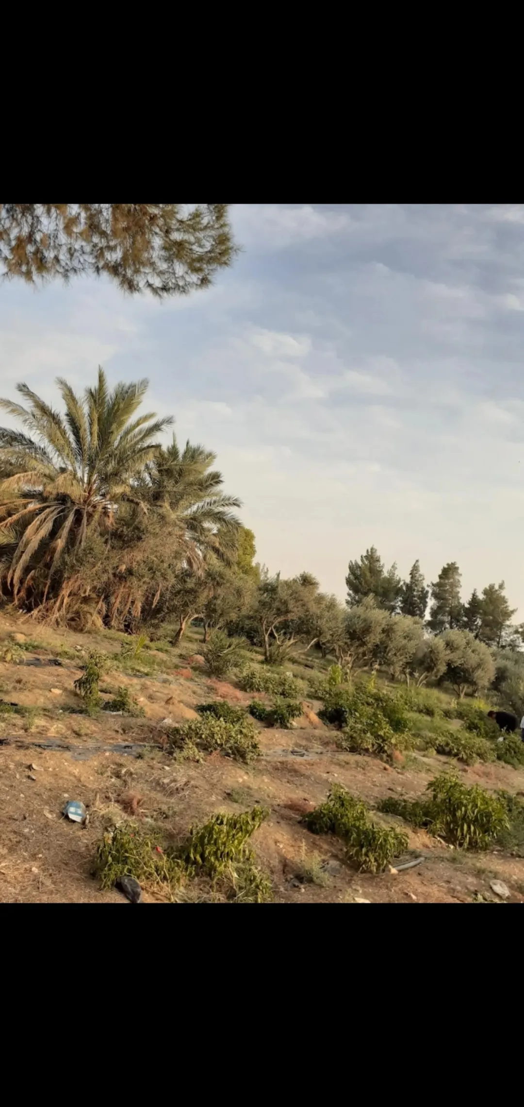 مزرعة وأرض استثمارية للبيع في الأزرق على الشارع الدولي