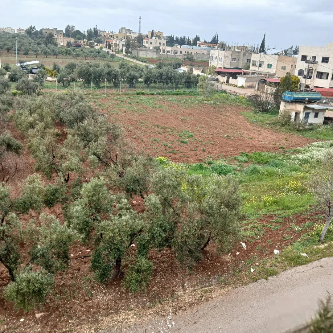 أرض زراعية مميزة في مادبا – أشجار زيتون وتربة حمراء