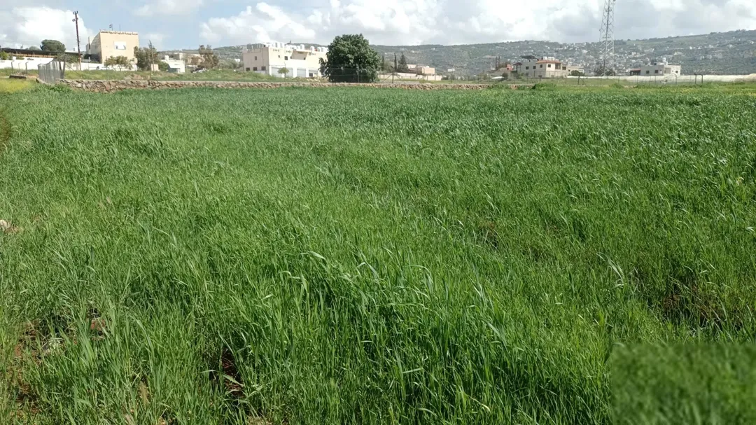 أرض زراعية مميزة للبيع في الصبيحي – السلط