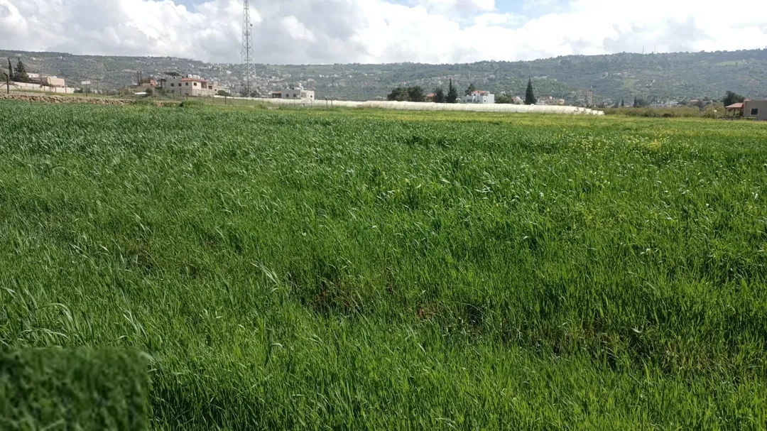 أرض زراعية مميزة للبيع في الصبيحي – السلط