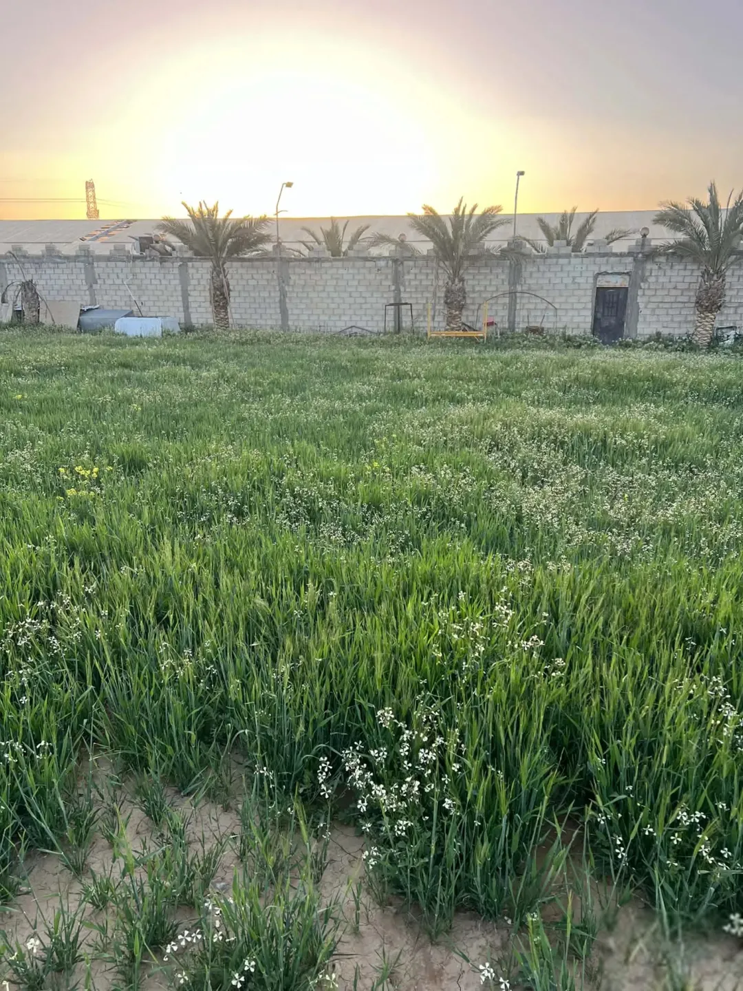 أرض زراعية مسورة للبيع في الجيزة جنوب عمان بالقرب من جسر المطار