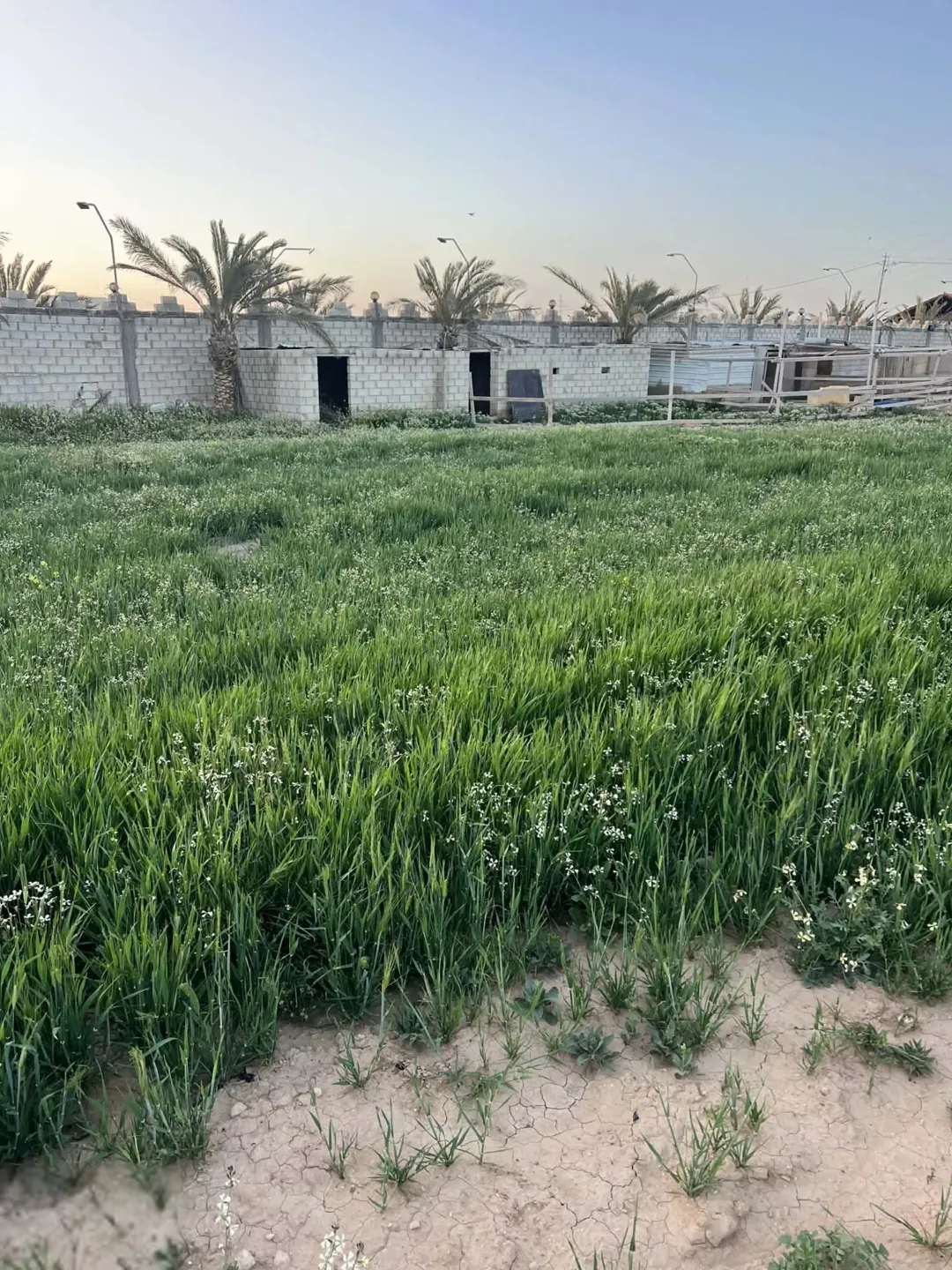 أرض زراعية مسورة للبيع في الجيزة جنوب عمان بالقرب من جسر المطار