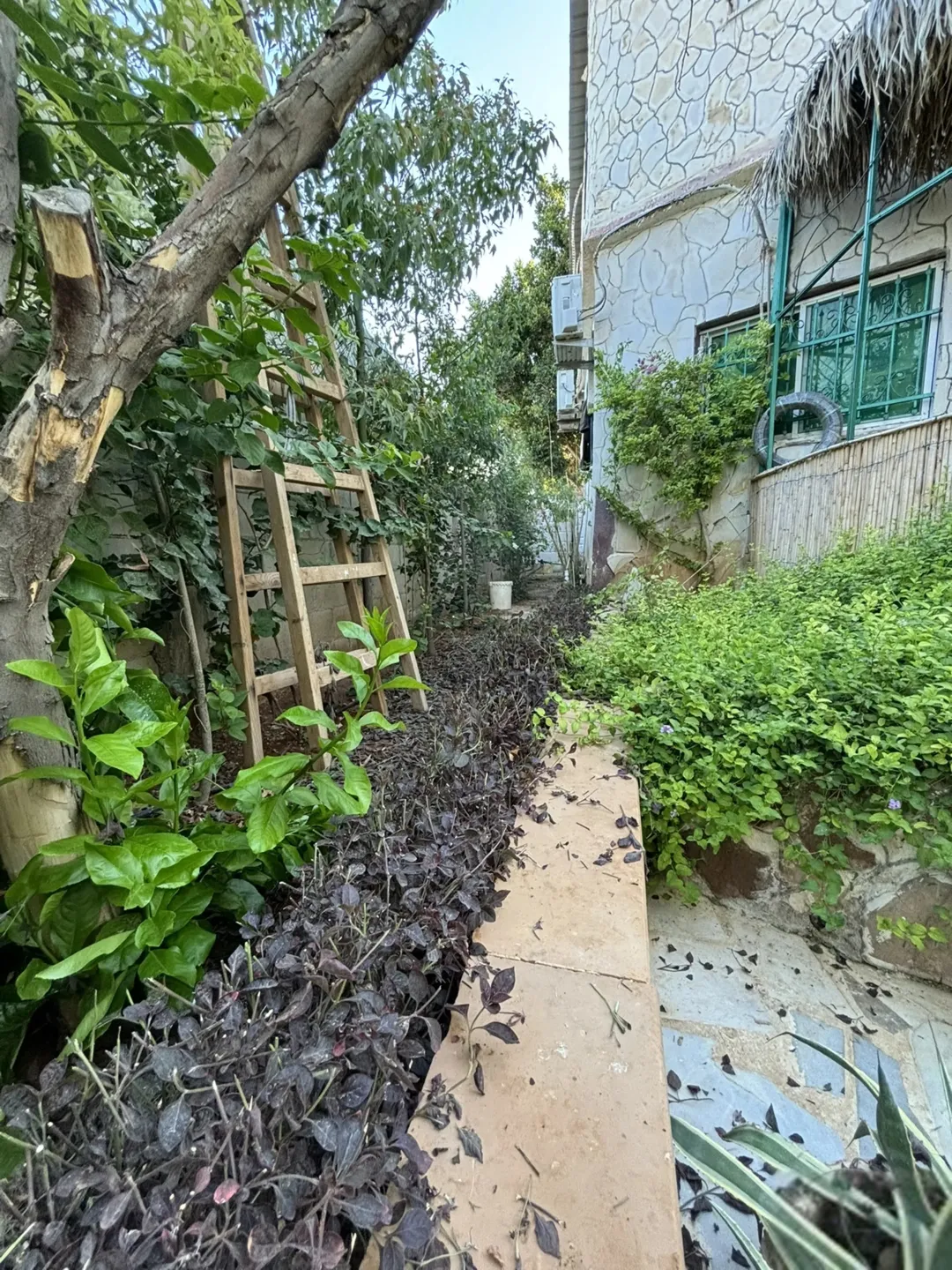 مزرعه ريفيه/ الشونه الجنوبيه