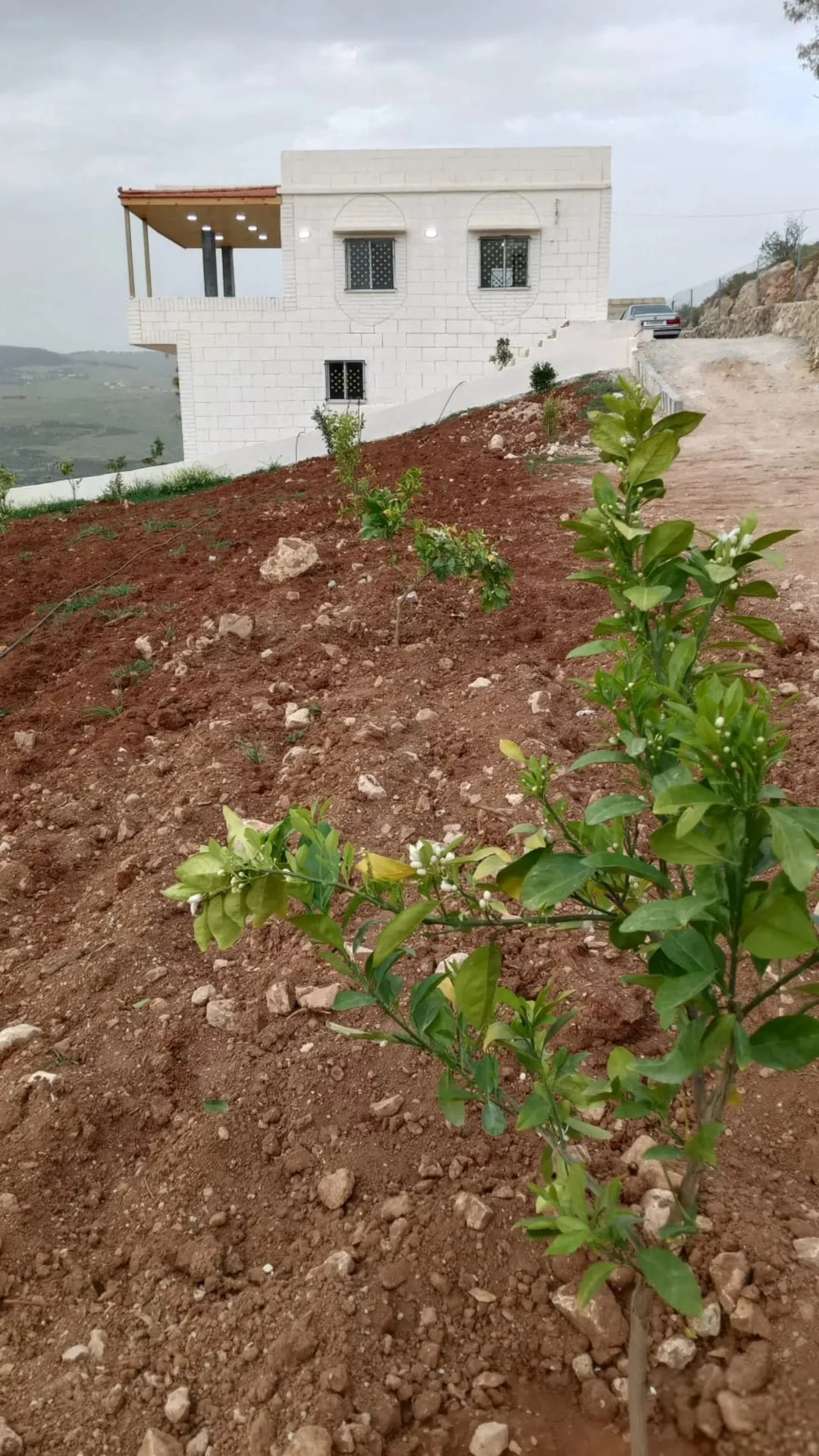 أرض زراعية مميزة للبيع في العالوك