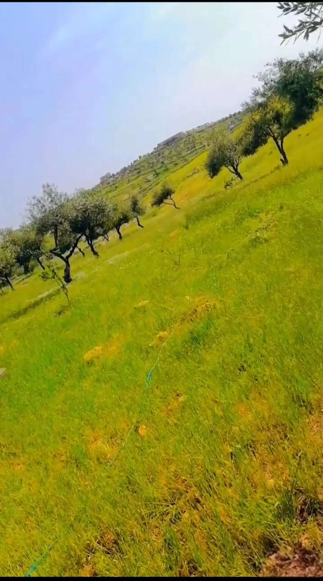 ارض للبيع نادره ام ابطيمه الغربي 4 دنم