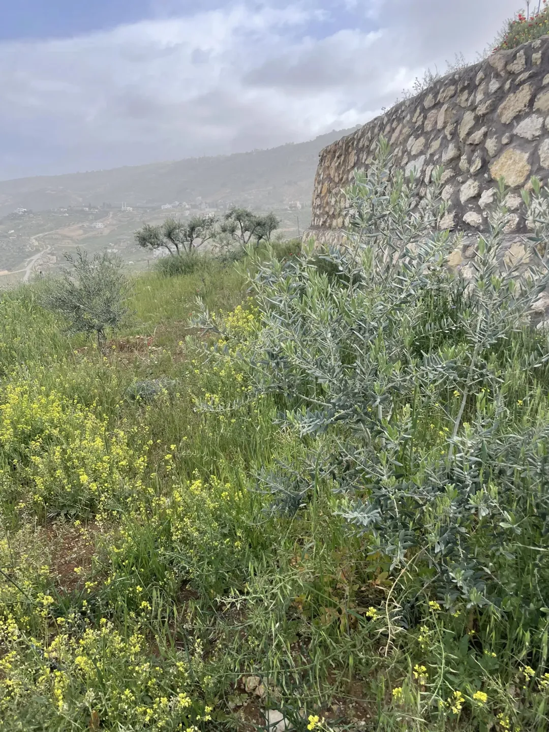 مزرعة 4 دونمات في مغاريب السلط إطلالة على فلسطين للبيع