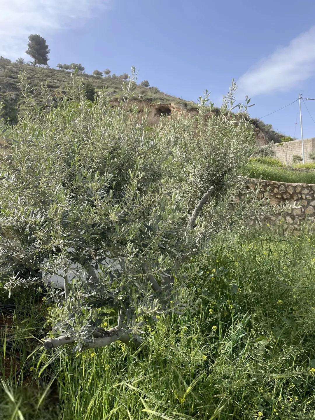 مزرعة 4 دونمات في مغاريب السلط إطلالة على فلسطين للبيع