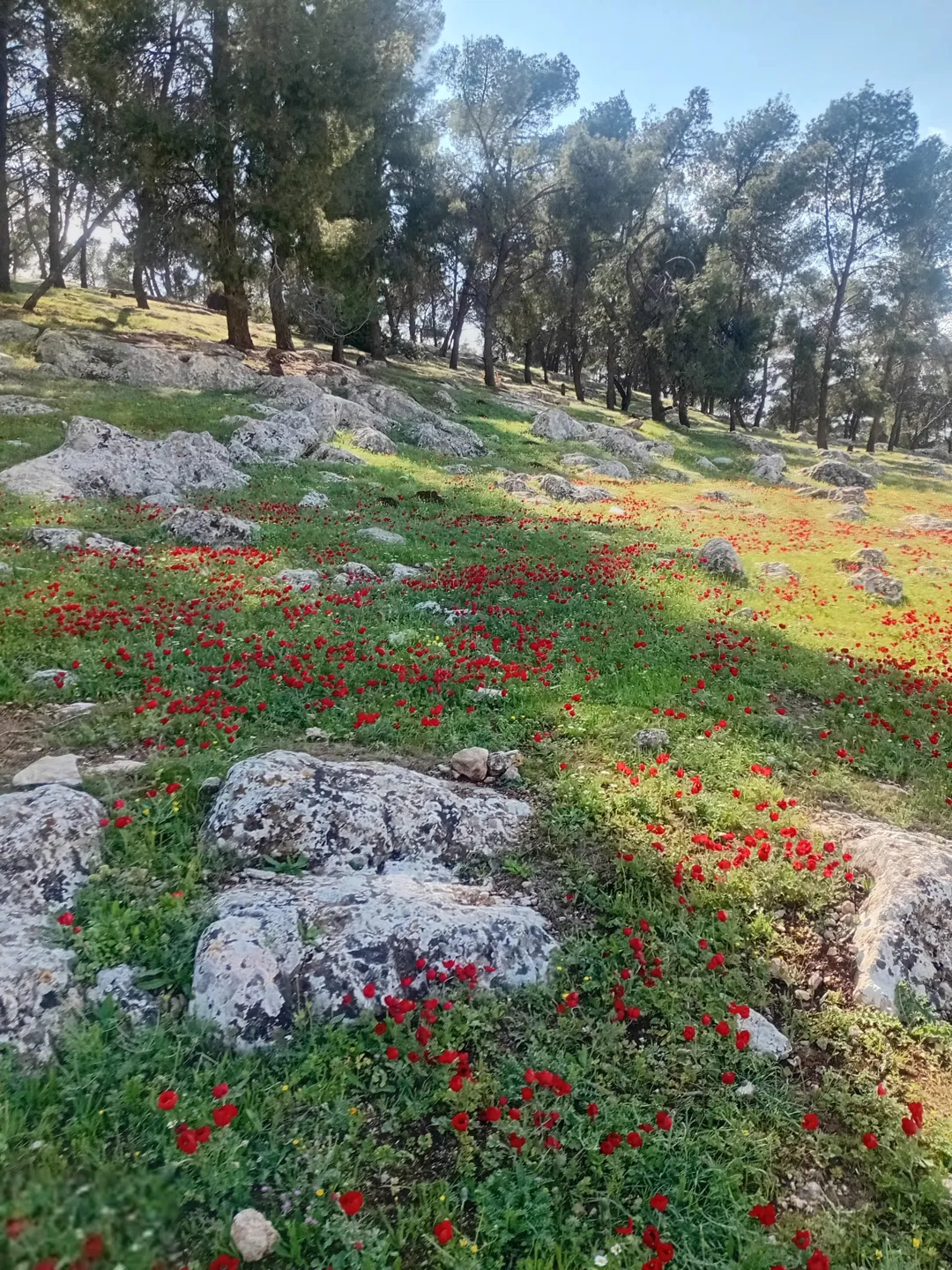 قطعة أرض خلابة في قلب الأحراش موقع استثنائي بالقرب من جامعة فلاديفيا