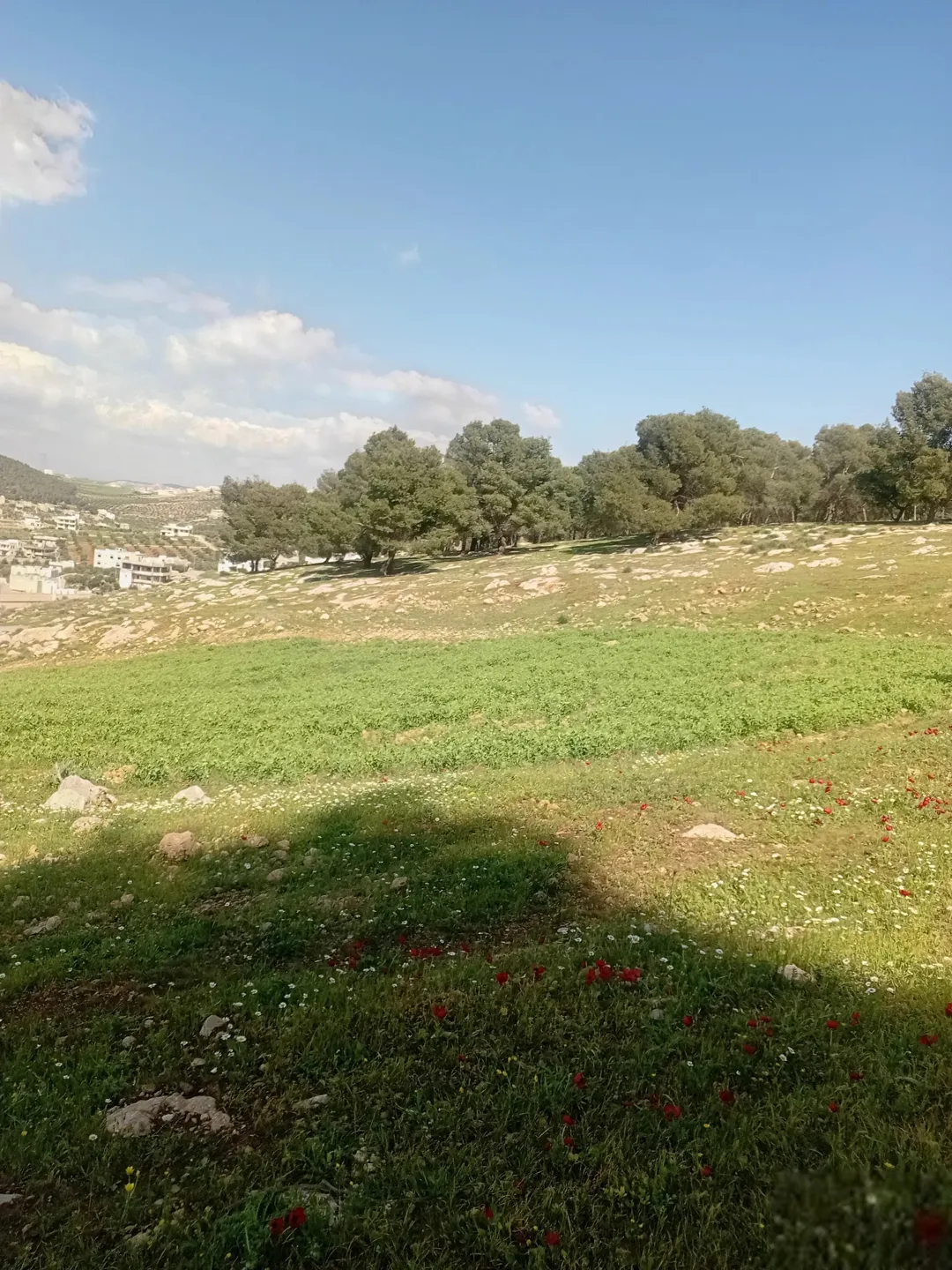 قطعة أرض خلابة في قلب الأحراش موقع استثنائي بالقرب من جامعة فلاديفيا