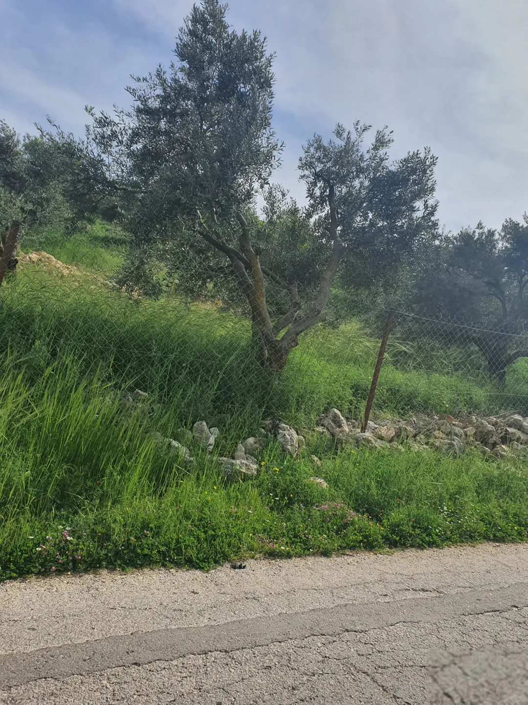 ارض للبيع مطله ذات اطلاله بانوراما خلابه الارض 4 دونمات وربع على شارعين مفروزه بقوشان مستقل مستصلحه