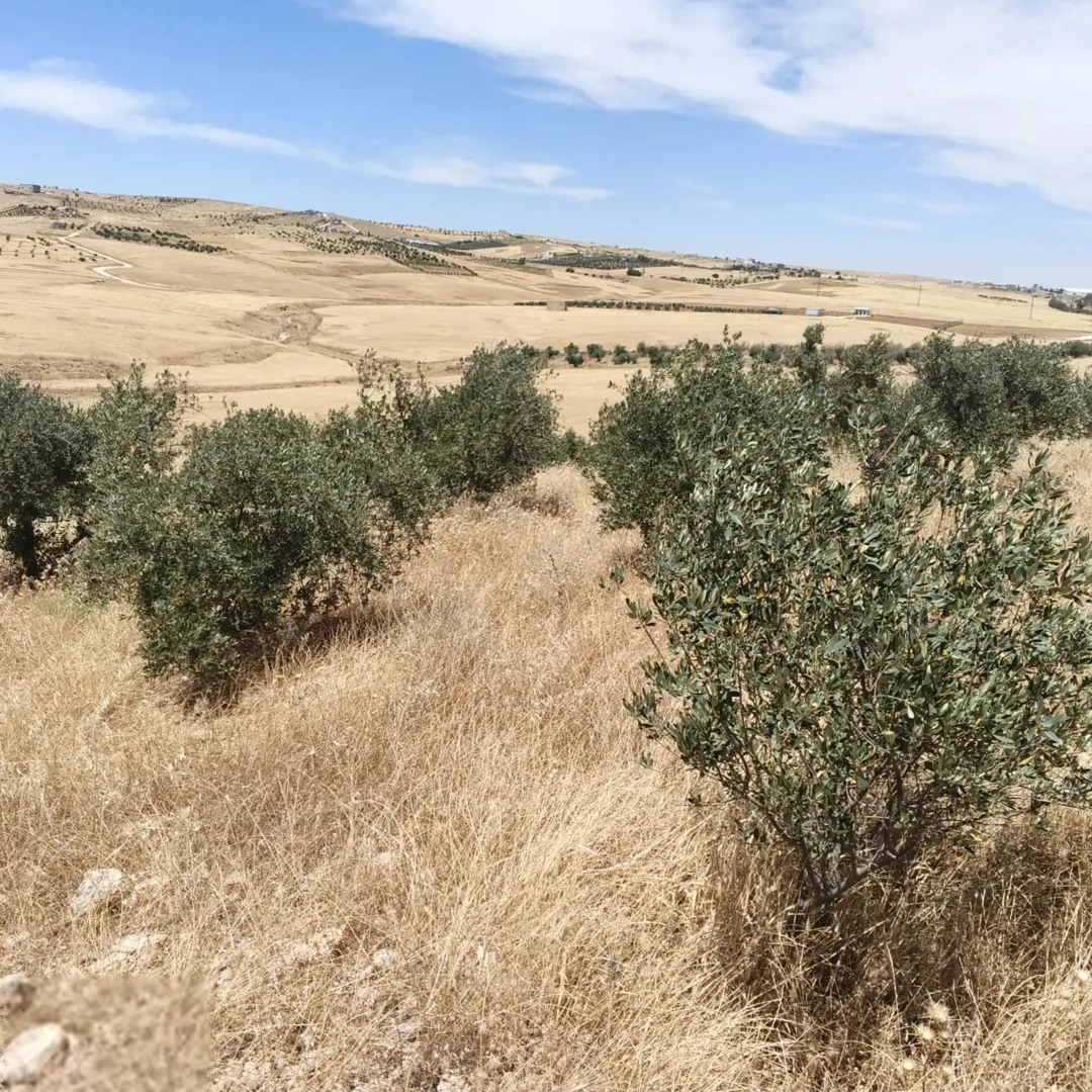 أرض زراعية مميزة للبيع في مادبا – ذيبان