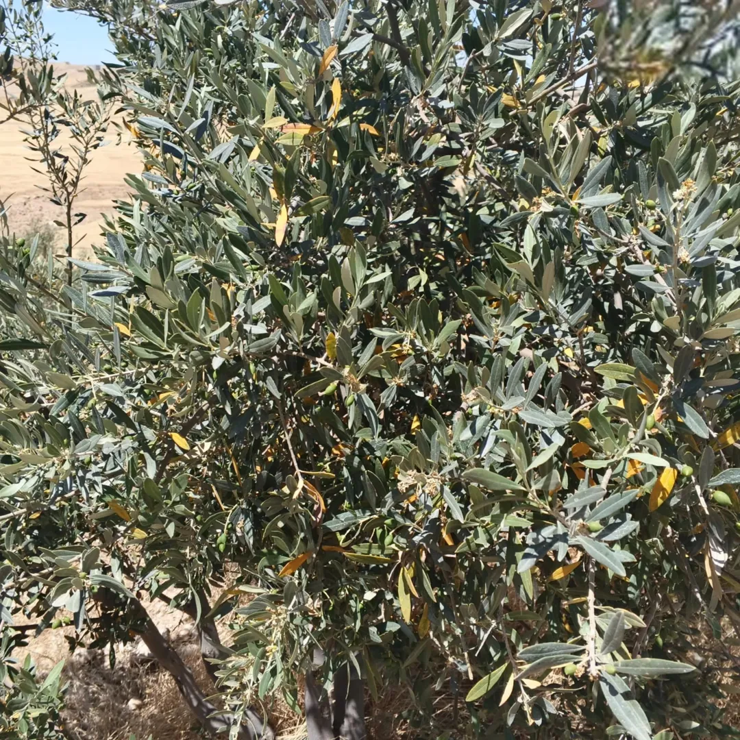 أرض زراعية مميزة للبيع في مادبا – ذيبان
