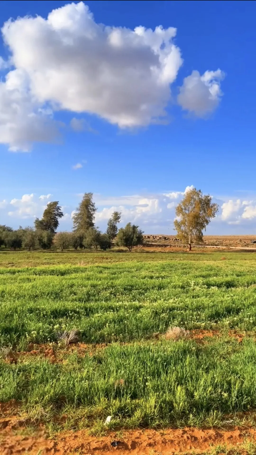 قطعتان زراعيتان للبيع في الزرقاء الظليل قصر الحلابات 57 دونم