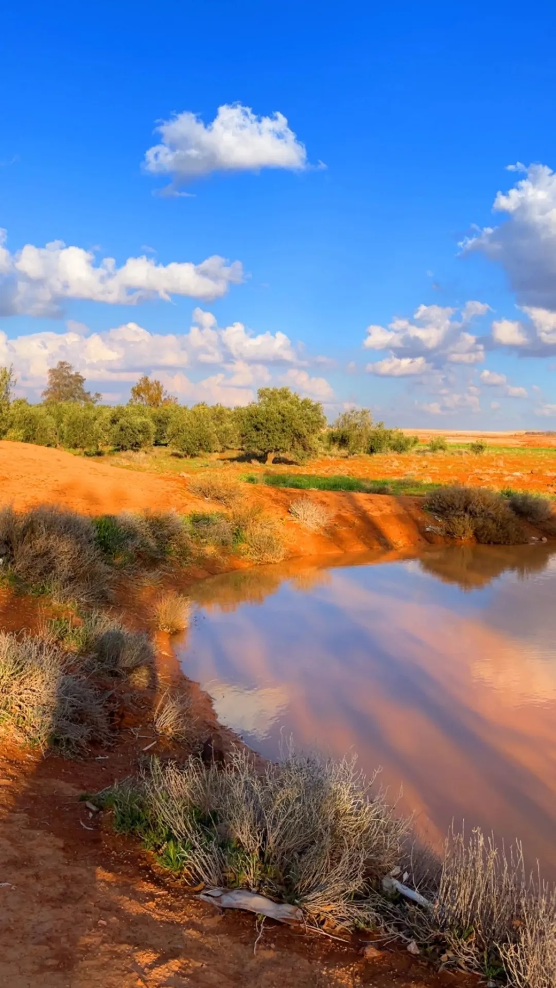 قطعتان زراعيتان للبيع في الزرقاء الظليل قصر الحلابات 57 دونم