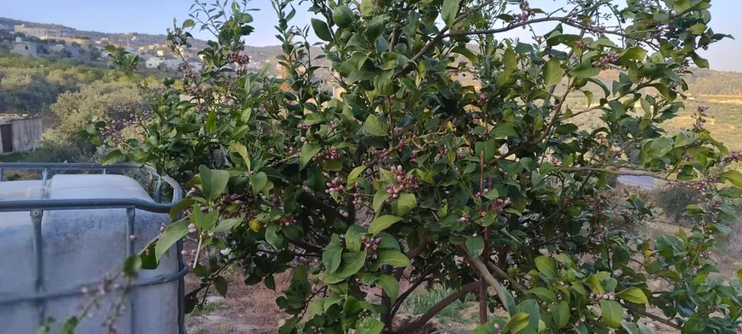 قطعة أرض على أربع دونمات