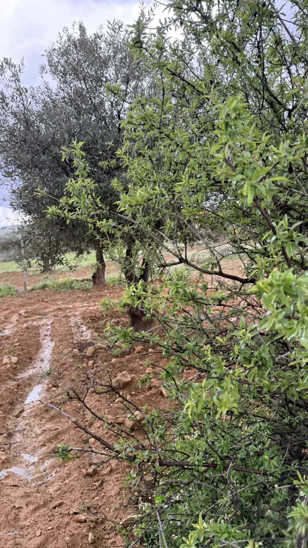 مزرعة جاهزة لقطة مشجرة مع بيت ريفي في جرش فرصة استثمارية رائعة