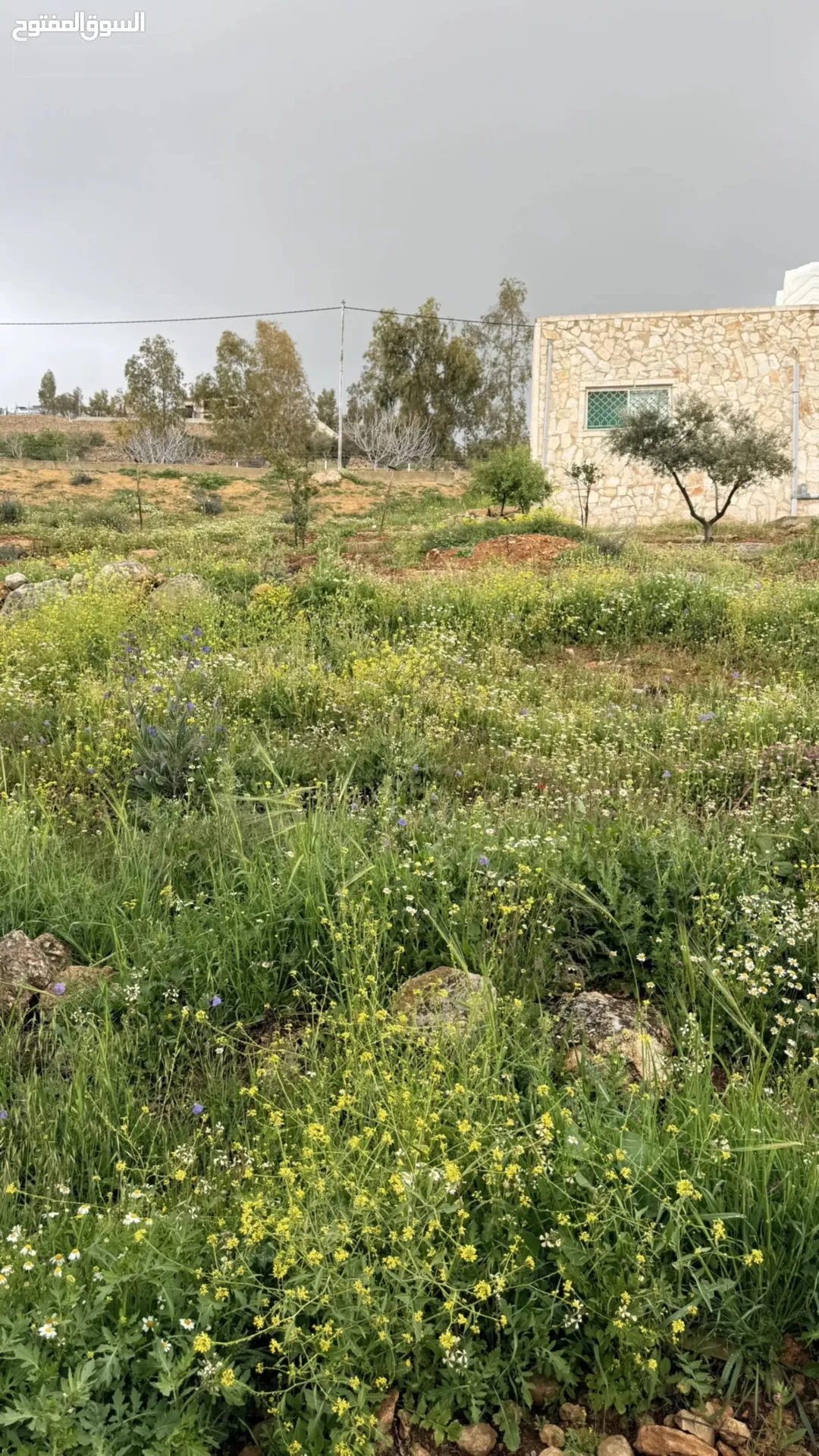 مزرعة جاهزة لقطة مشجرة مع بيت ريفي في جرش فرصة استثمارية رائعة