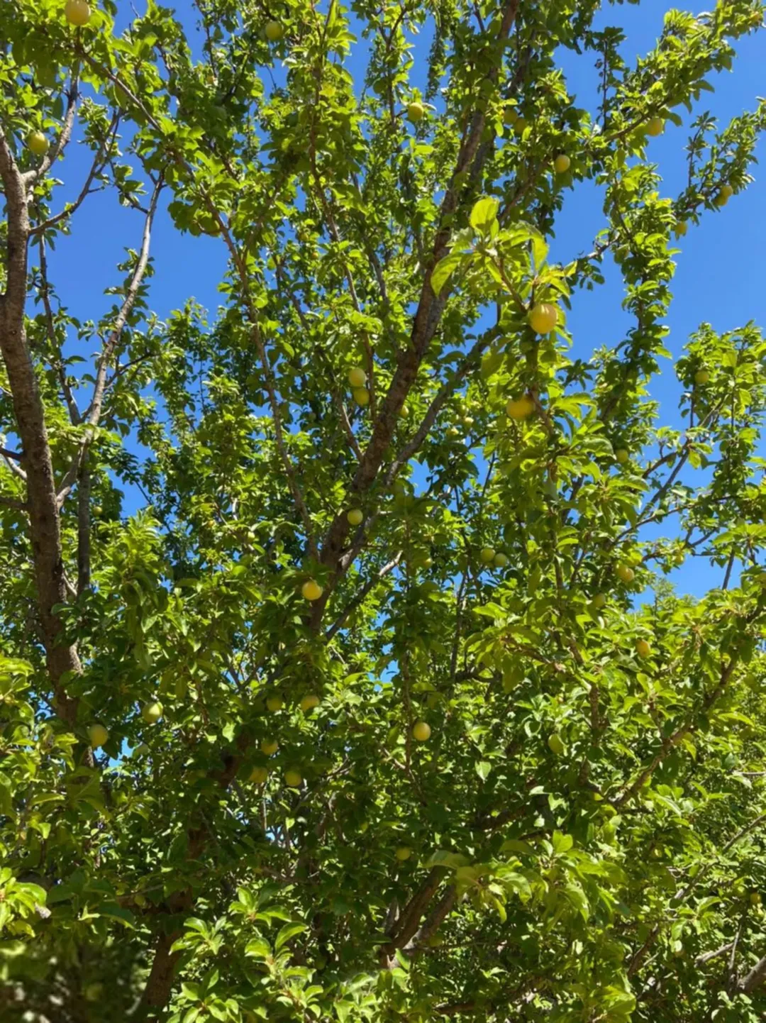 مزرعة خصبة بمثمراتها الغنية مساحتها أربعة دونمات للبيع