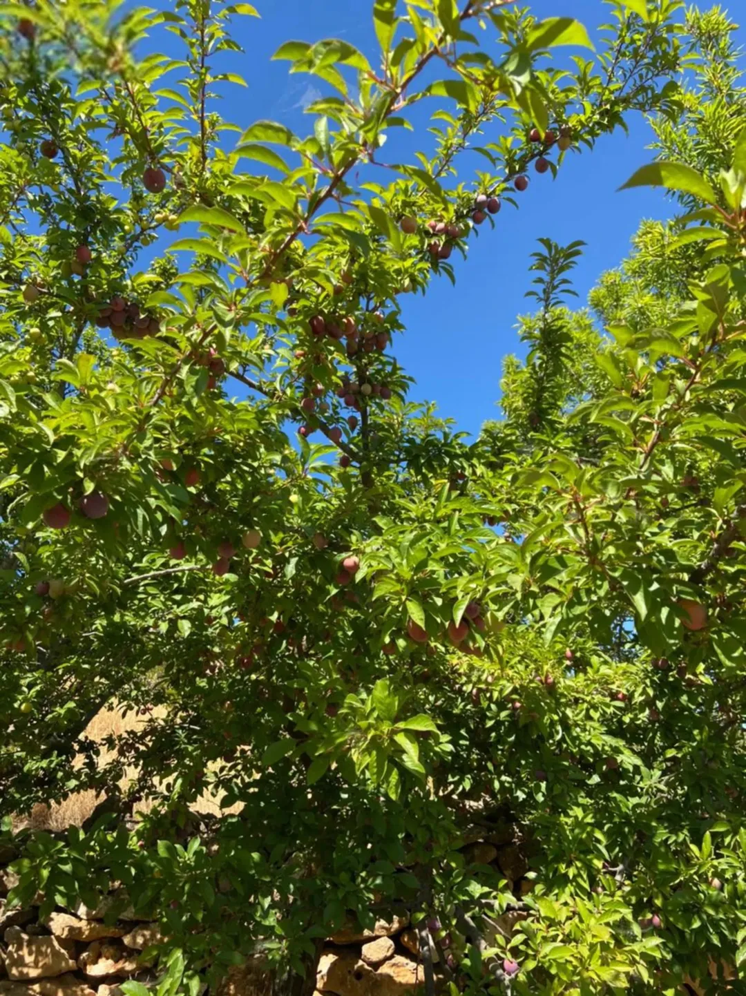 مزرعة خصبة بمثمراتها الغنية مساحتها أربعة دونمات للبيع