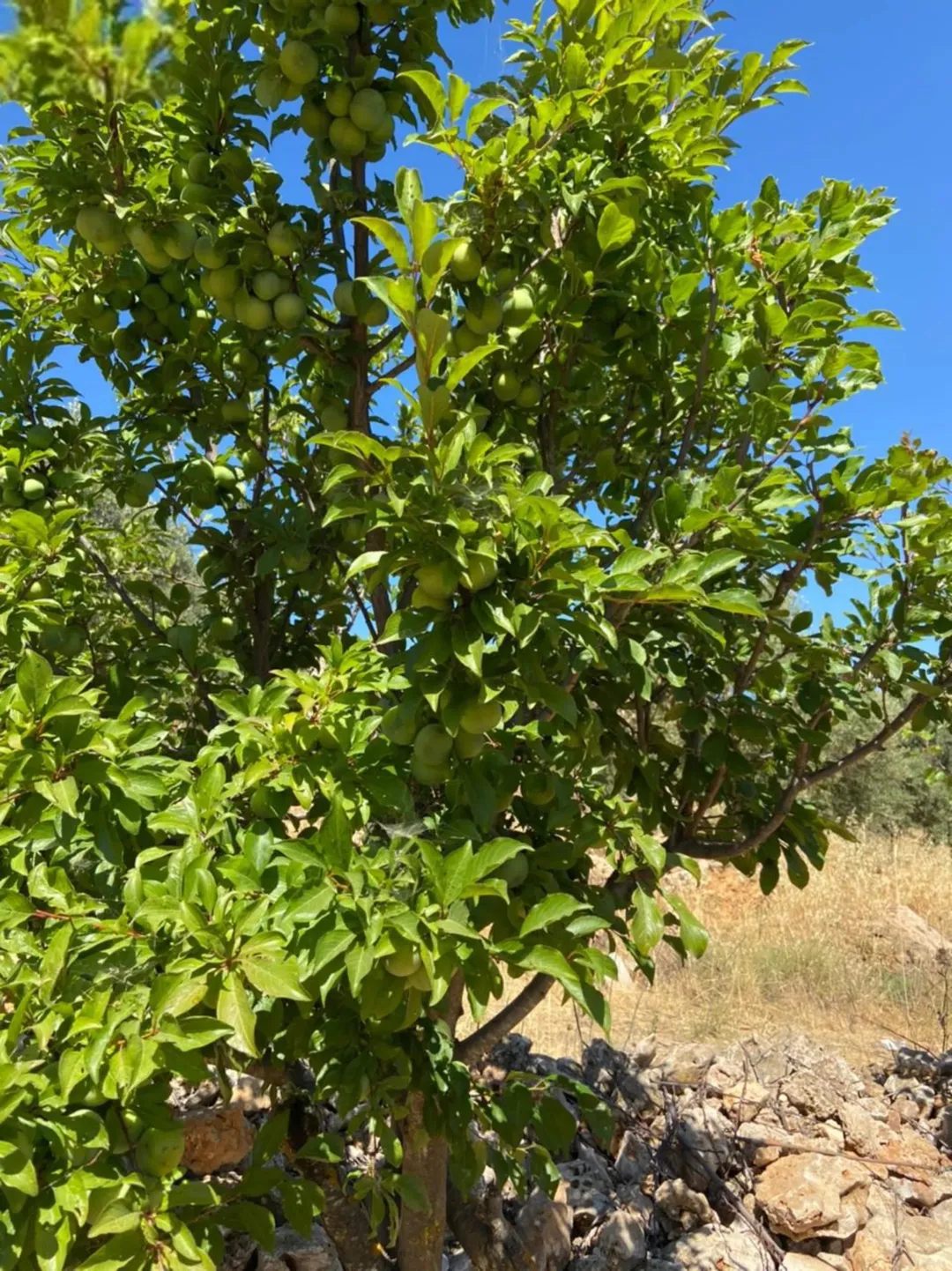 مزرعة خصبة بمثمراتها الغنية مساحتها أربعة دونمات للبيع