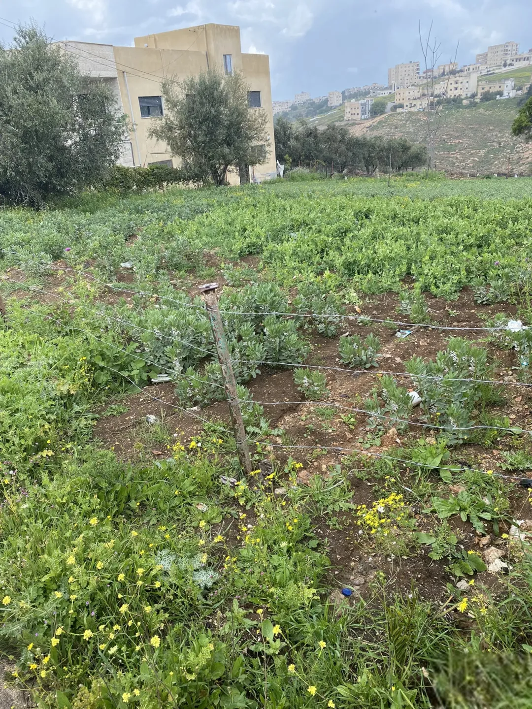 ارض سكنية للبيع في اربد حي الطوال