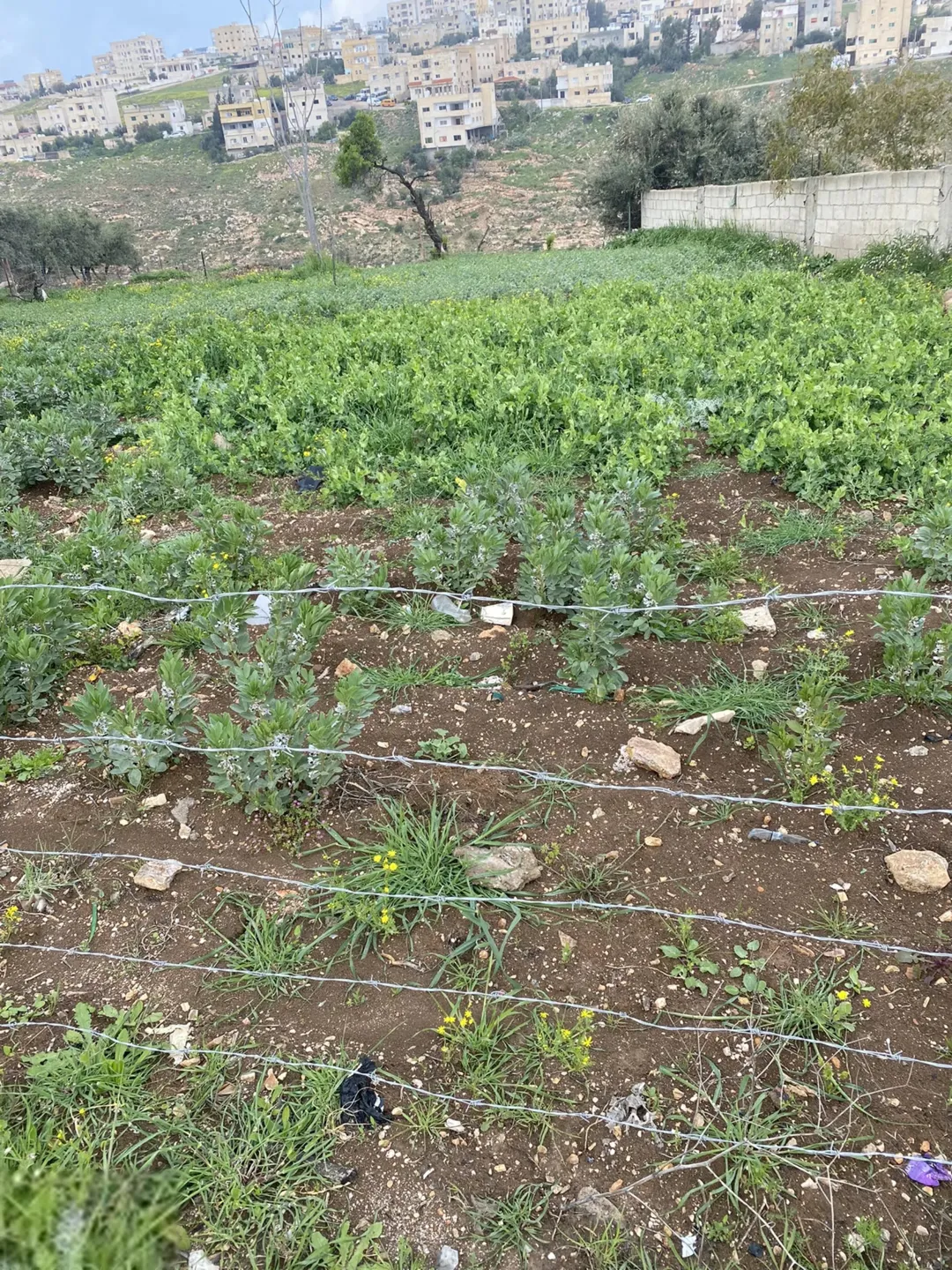 ارض سكنية للبيع في اربد حي الطوال