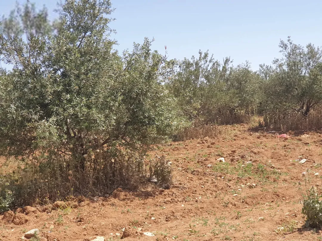 قطعة مميزة مستوية للسكن في قرية ابو نصير قوشان مستقل على شارعين فقط 33000