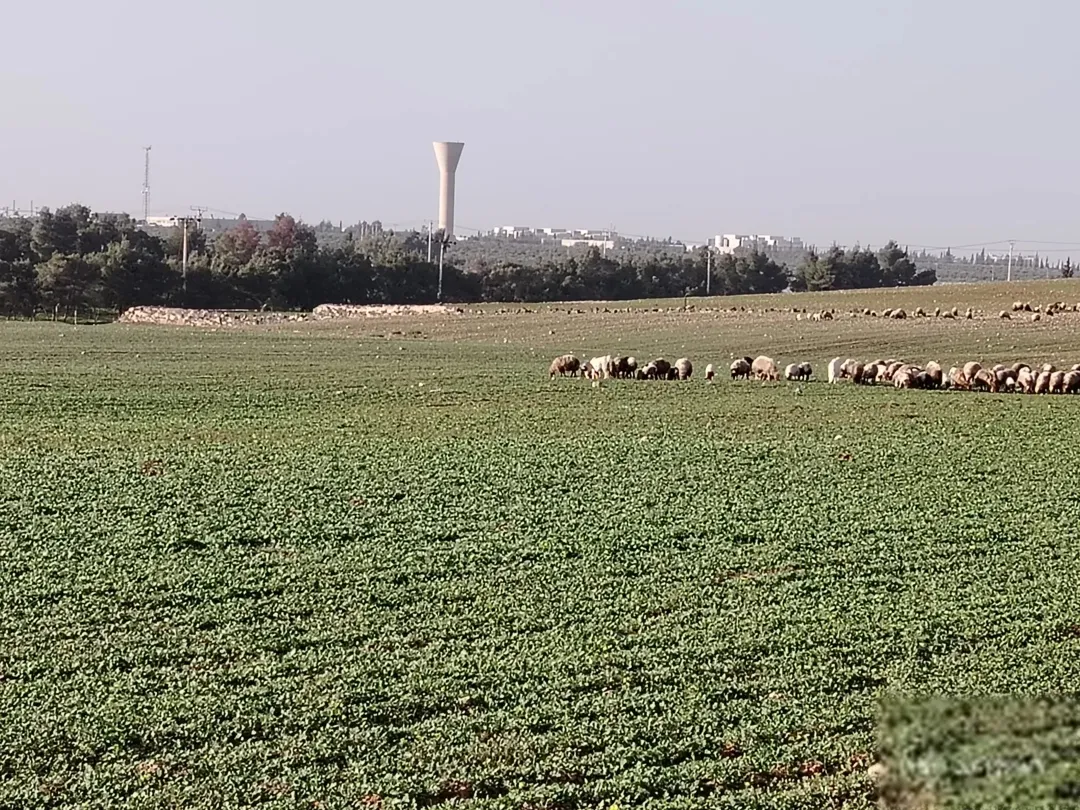 قطعة أرض استثمارية مميزة في قلب منطقة الجامعة
