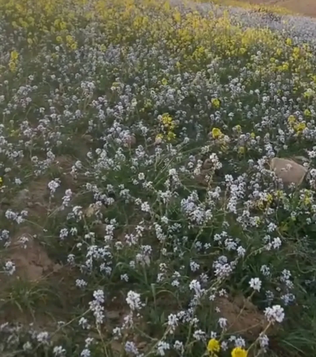 ارض مميزة في جنوب عمان ام الرصاص رجم عقاب