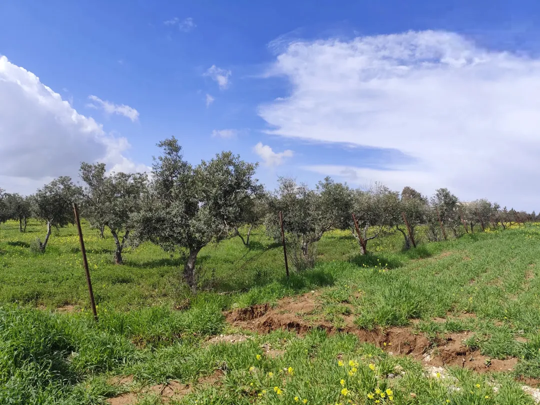 أراضي سكنية مميزة للبيع في ناعور – حسبان