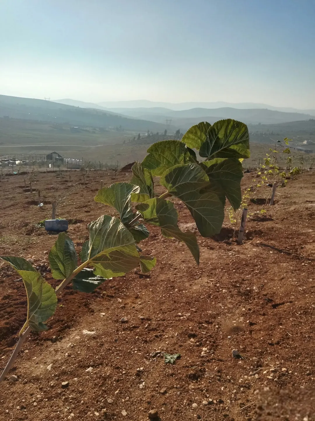 مزرعة بإطلالة خلابة للبيع