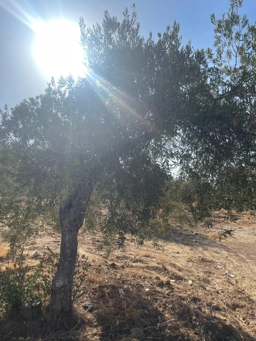 ارض لجميع الاستخدامات قريبة على مستشفى الرشيد وايضا قريبة على شارع الاردن الأرض مشتركة بس حصتك موجود