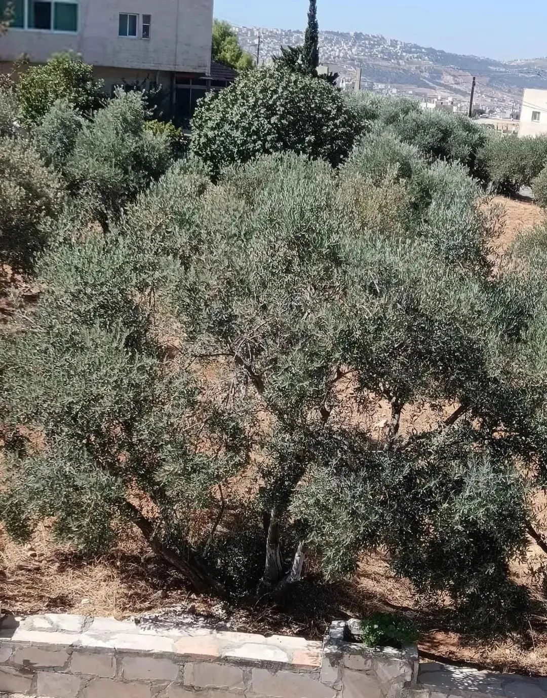 ارض لجميع الاستخدامات قريبة على مستشفى الرشيد وايضا قريبة على شارع الاردن الأرض مشتركة بس حصتك موجود