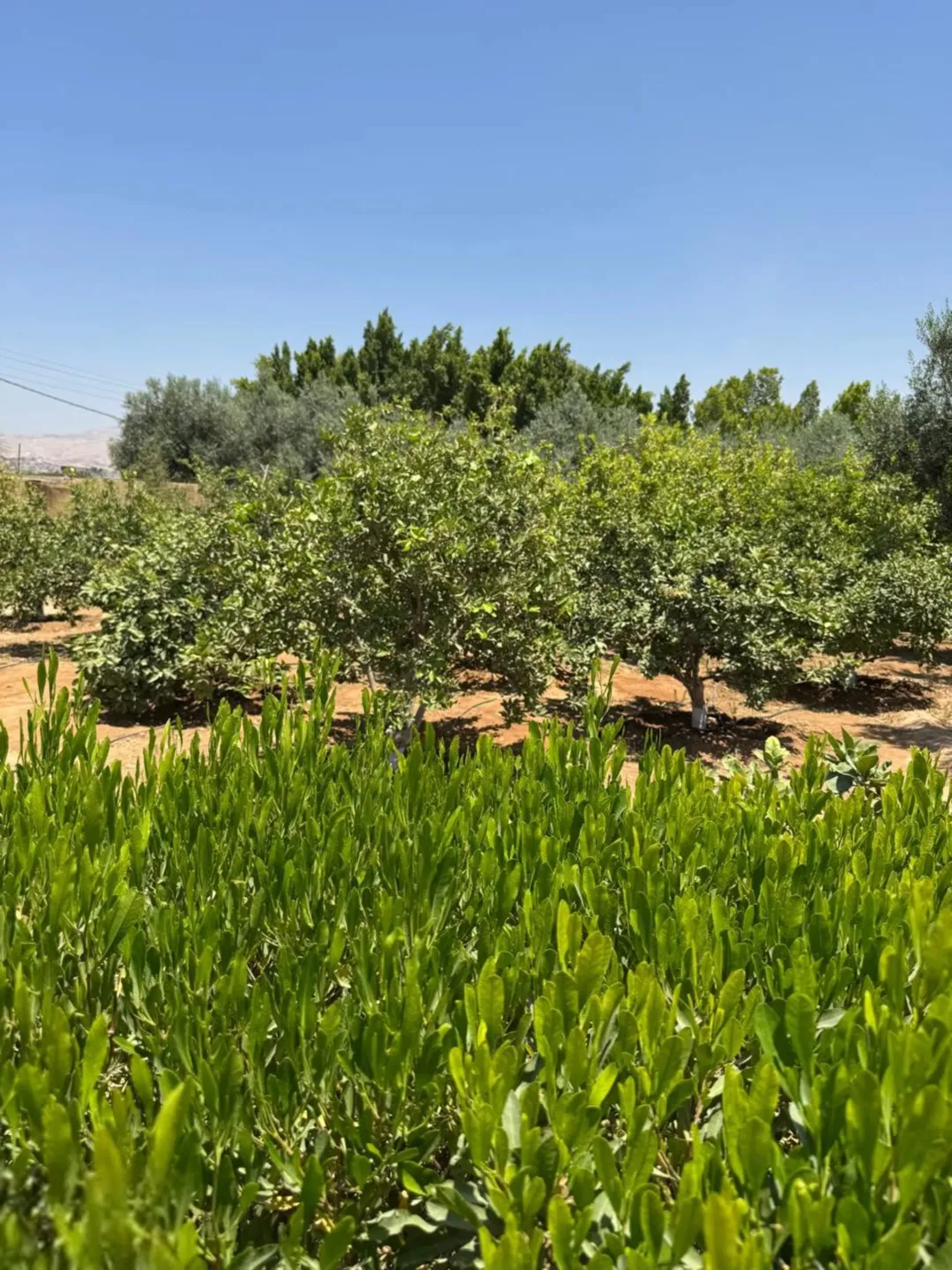 مزرعة فاخرة للبيع في الرامة منطقة النهضة