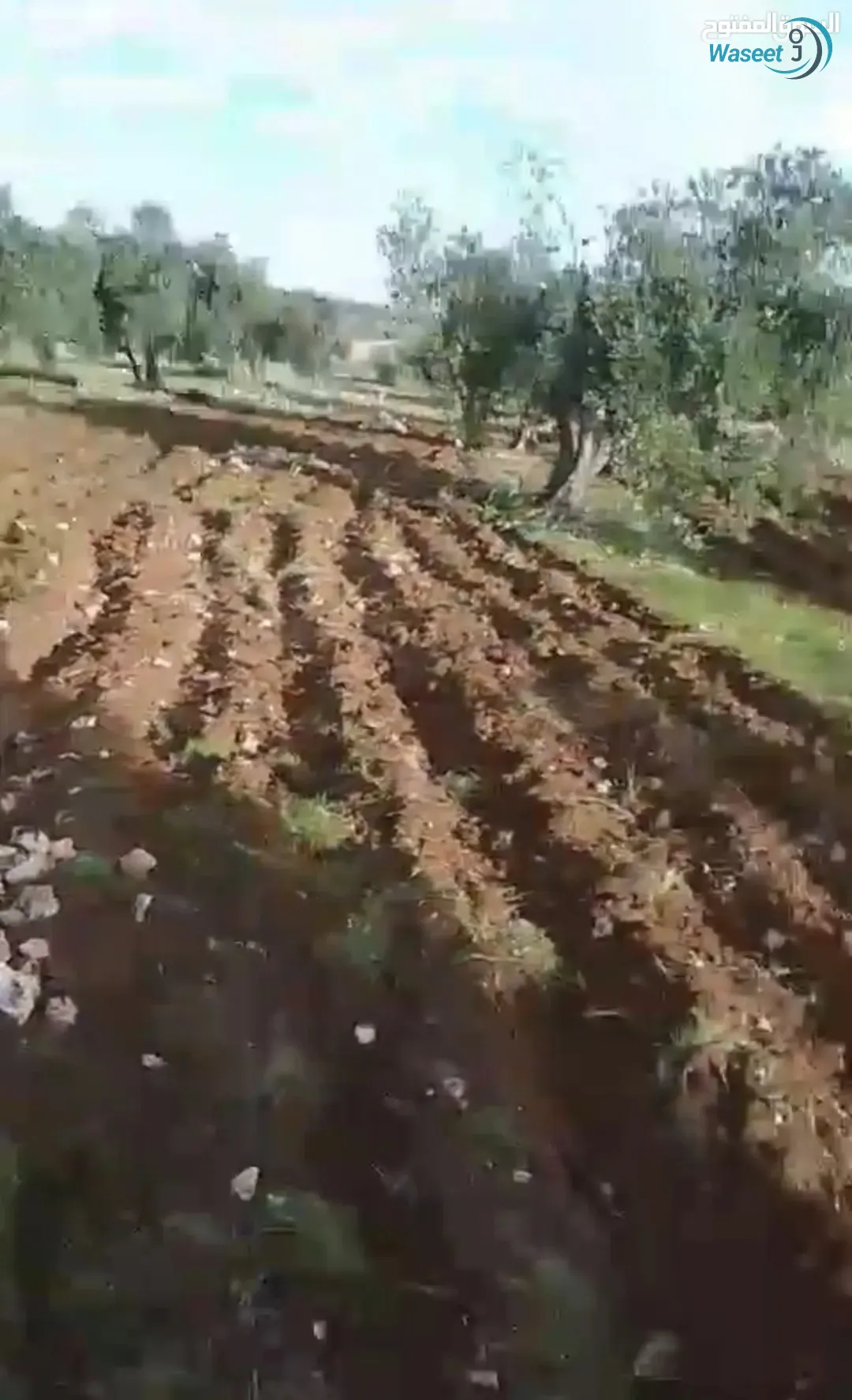 ارض مميزة وذات إطلالة رائعه على الأراضي السورية مزروعه أشجار زيتون مثمره وتصلح للاستثمار