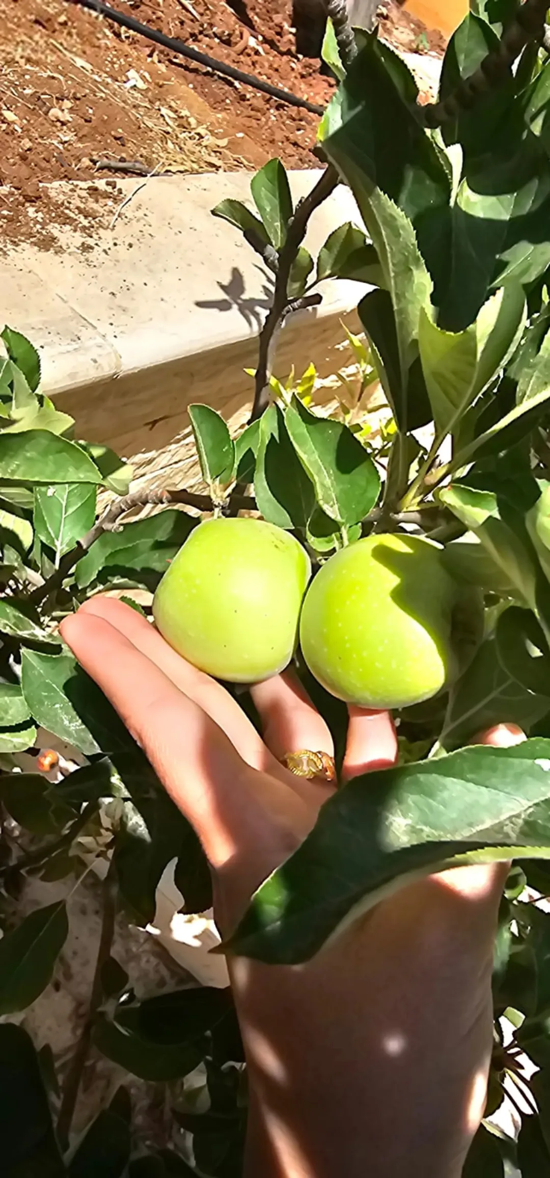 مزرعة مع مسبح للبيع