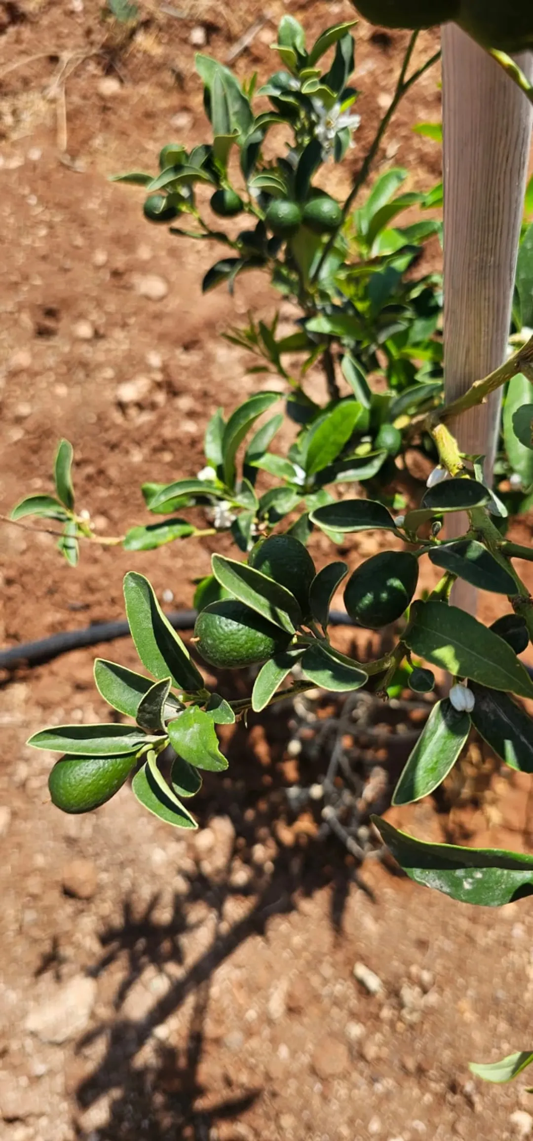 مزرعة مع مسبح للبيع