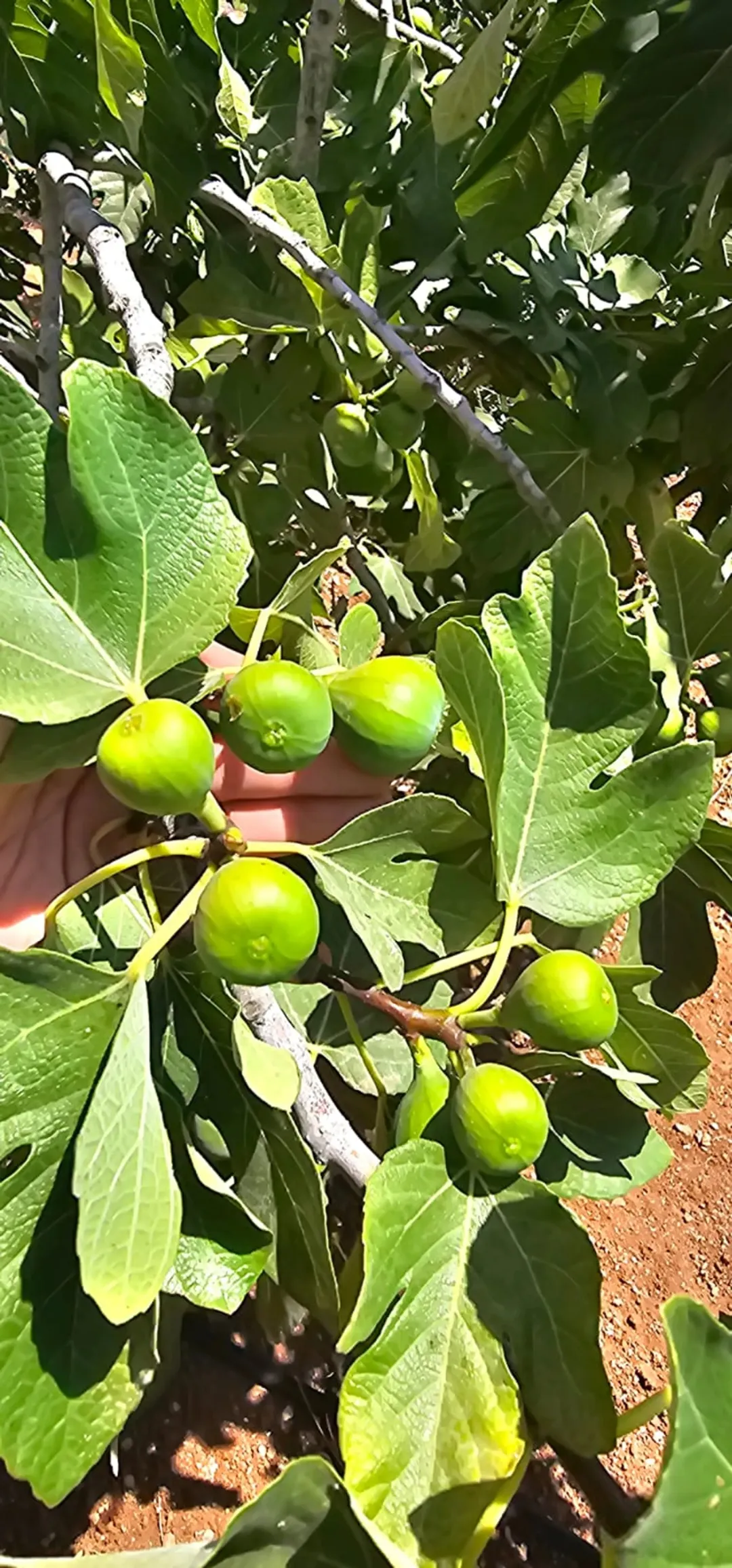 مزرعة مع مسبح للبيع