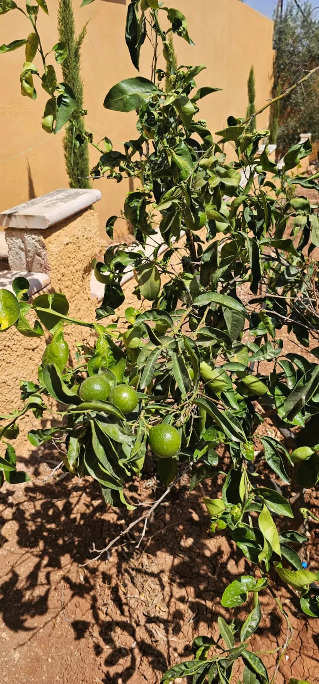 مزرعة مع مسبح للبيع