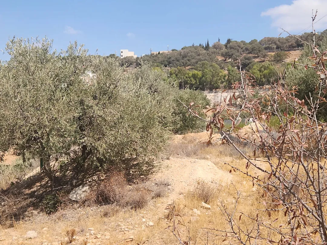 الكاشف بدر الجديده أجمل مناطق عمان الغربية