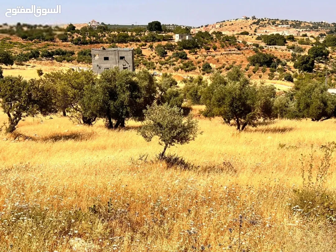 قطعة أرض خصبة في حوض المشماس