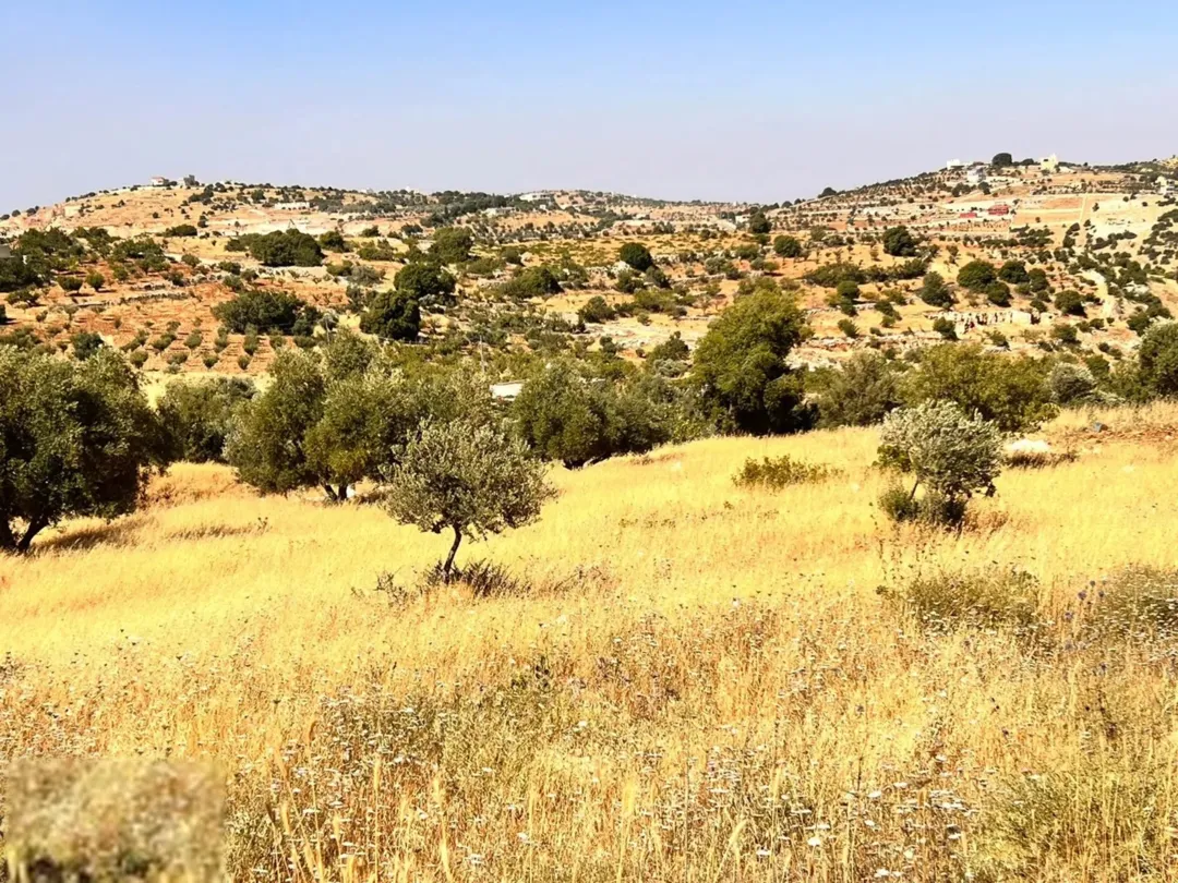 قطعة أرض خصبة في حوض المشماس