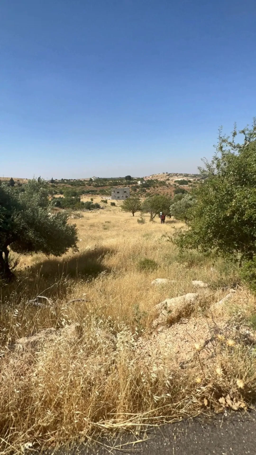 قطعة أرض خصبة في حوض المشماس