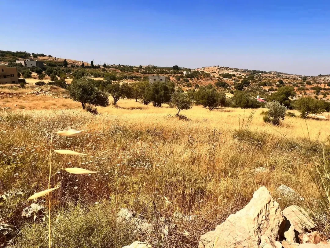 قطعة أرض خصبة في حوض المشماس