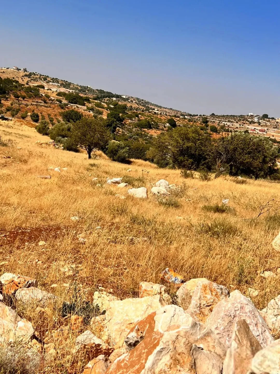 قطعة أرض خصبة في حوض المشماس