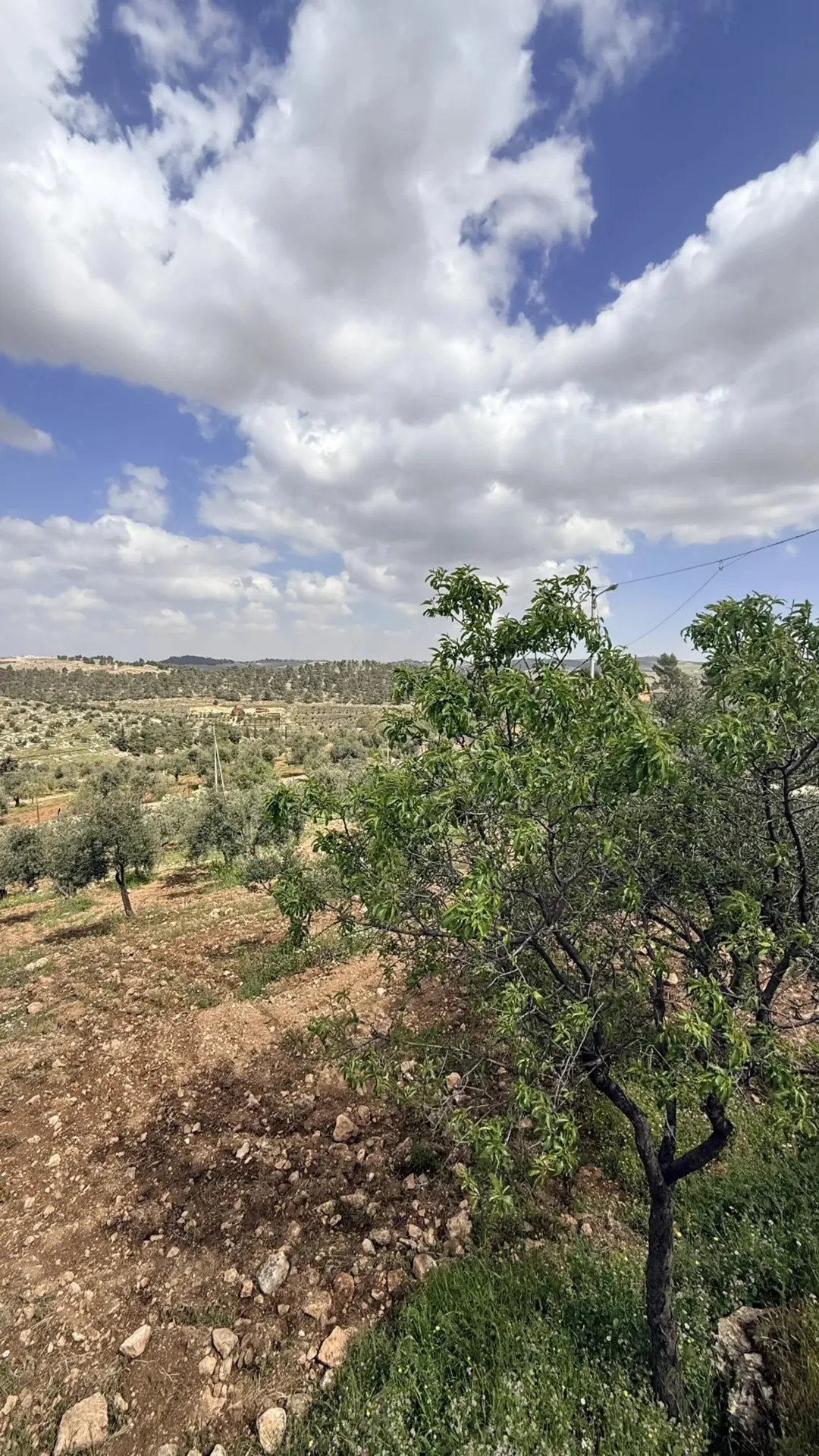 مزرعة نموذجية جاهزة للبيع في شرق جرش دحل – 18 دونم مشجرة زيتون